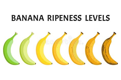 Banana Ripeness Stages Infographics Chart. Bunch of Bananas Colour Gradation Set. Ripening ...