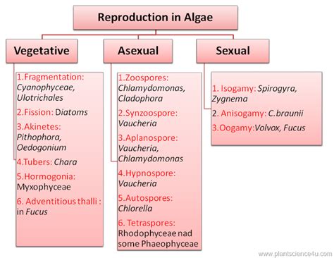 Reproduction In Algae | Reproduction in algae, Algae, Study flashcards