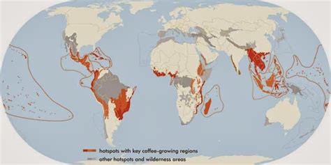 Shade Grown Coffee: How to Save Birds While Drinking Coffee: Shade Grown: Is it Really Better?