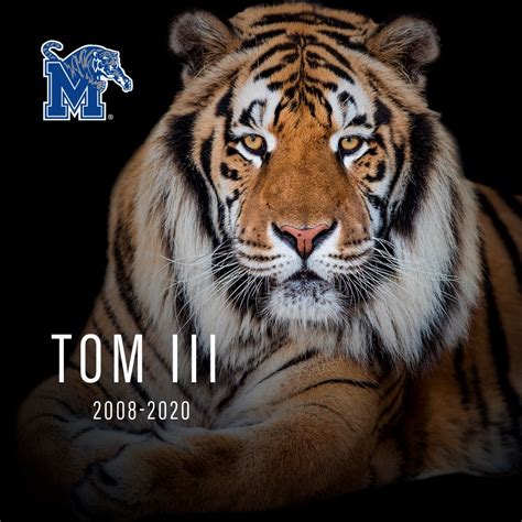 University of Memphis mascot TOM III dies at age 12