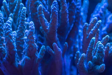 10 Major Threats to Coral Reefs | Environment Buddy