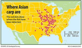 Asian Carp - The Impacts of Invasive Species