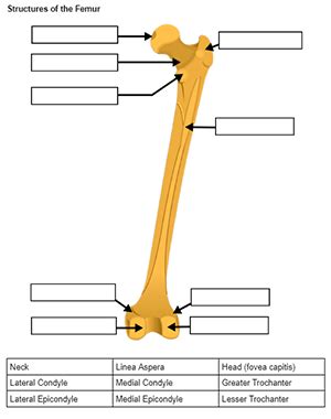 Appendicular Skeleton Labeling Quiz - Worksheets Library