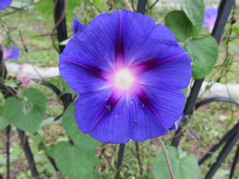 Weed of the Month: Morning Glory - Brooklyn Botanic Garden