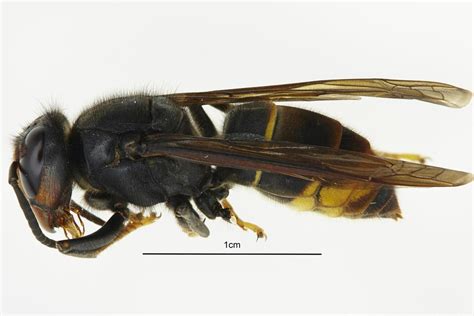 What are Asian hornets? How to identify the bee-killer species | Evening Standard