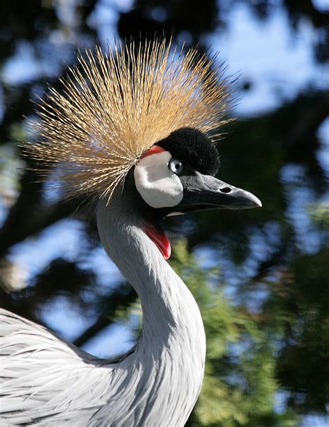 Bird Park Malta St Paul's Bay - Malta Discount Card - Things To Do ...