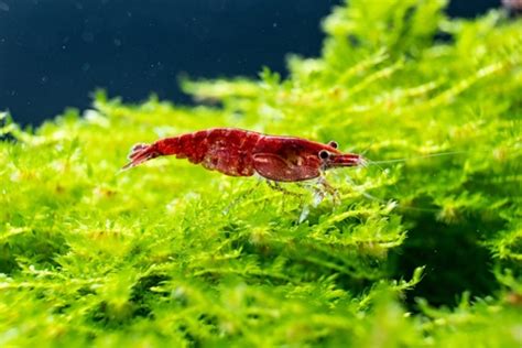 🦐 Cherry Shrimp Care: Expert Tips & Breeding Insights