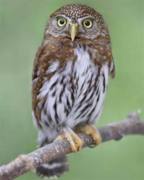 Northern pygmy owl - Alchetron, The Free Social Encyclopedia