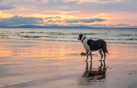 The Best Dog-Friendly Beaches in America - The Points Guy