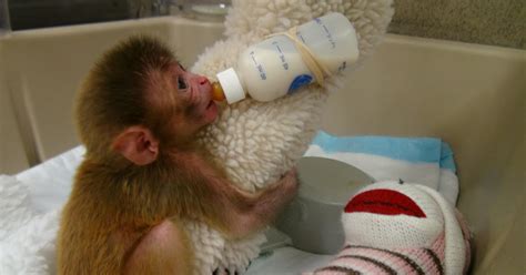 NIH lab led by Stephen Suomi to stop baby monkey experiments - CBS News