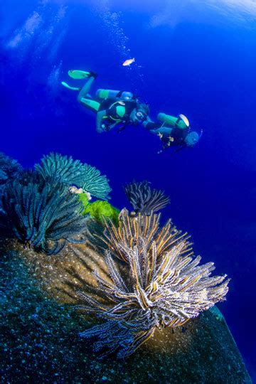 Khao Lak Scuba Diving - Resort Daytrips | Dive The World Thailand