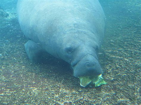 Manatee Eating Lettuce by PatriciaRodelaArtist on DeviantArt