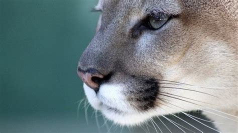 Petition · 45,000 acres of Florida Panther habitat may be lost forever ...