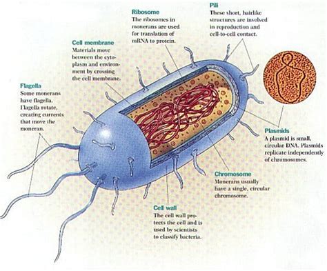 bacterial cell diagram and functions