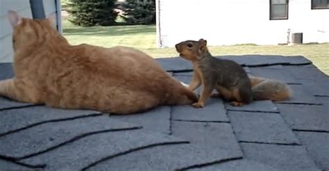 Cat and Squirrel Playing Like They're the Best of Friends