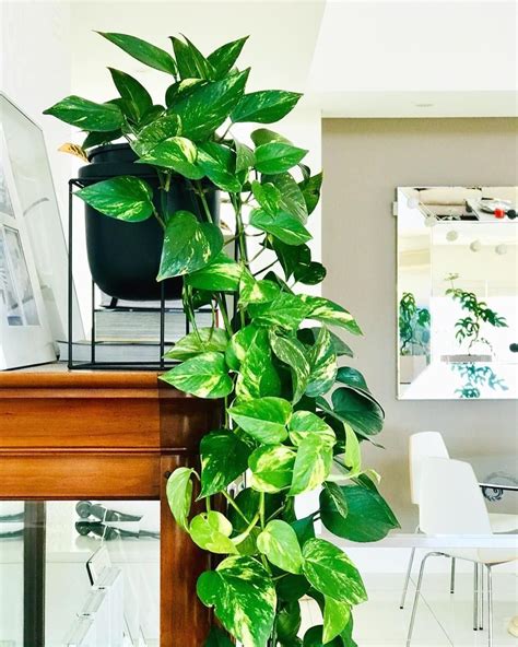 How to Care For (and Propagate) Your Pothos Plant - Modern Design | 1000 in 2020 | Indoor ...