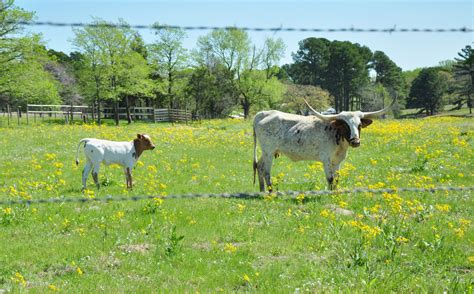 East Texas Ranches for Sale | East Texas Hunting Ranch