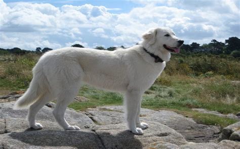 All About Maremma Sheepdog – Origin, Behavior, Trainability, Puppy, Price, Health, Facts