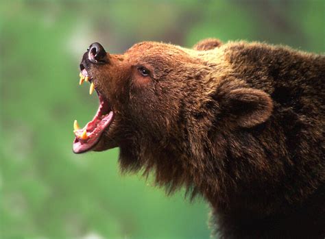 " Bear Teeth" by Phillip McCordall | Redbubble