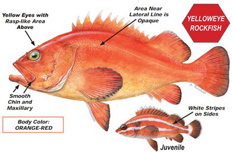 Yelloweye and other Rockfish Species of Concern