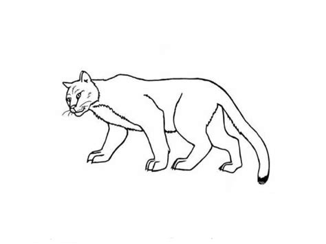 Easy Cougar Drawing at GetDrawings | Free download