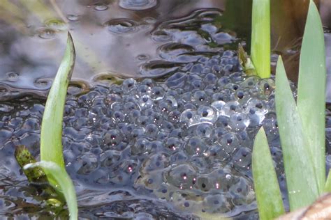 New life in the pond - frogspawn is here