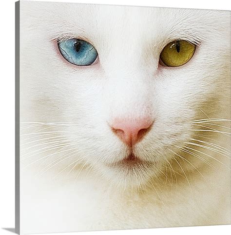 White cat with yellow and blue eyes. Wall Art, Canvas Prints, Framed ...