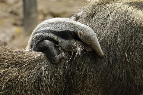 New giant anteater pup at River Safari