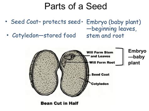 Seed Dissection - Science World