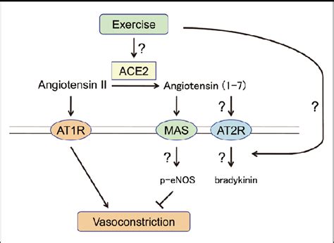 The angiotensin II/angiotensin type 1 receptor (AT1R) axis and... | Download Scientific Diagram