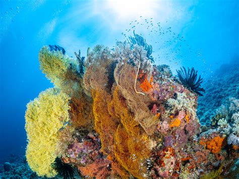 "Tubbataha Reef" Images – Browse 2,964 Stock Photos, Vectors, and Video | Adobe Stock