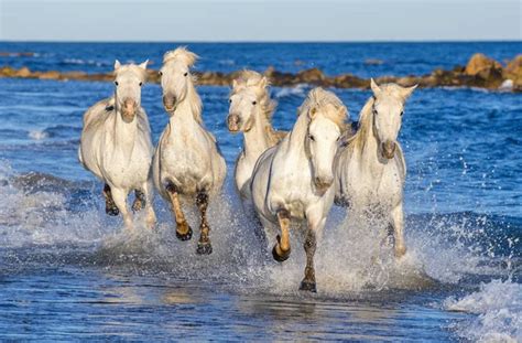 White Camargue Horse Galloping Blue Water Sea — Stock Photo © SURZet ...