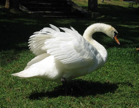 Swan with Wings Spread | ClipPix ETC: Educational Photos for Students ...