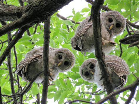 Curious baby Barred Owls - by Pat Wolesky