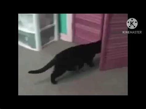 Some guy yells at some cats in Luig Group - YouTube