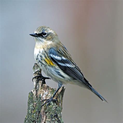 Yellow-rumped Warbler - FeederWatch