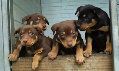 Muster Dogs cast: who's who of the puppies and graziers | Flipboard