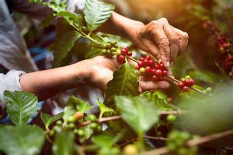 When Coffee Farmers Face Crises, Farmworkers Suffer Most - Verité