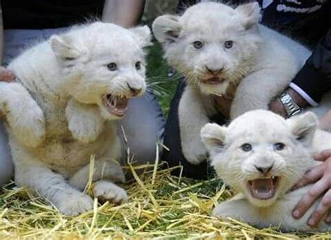 White liger cubs Liger, Lion Cub, Zoo Animals, Cat Pics, Big Cats, Cubs ...