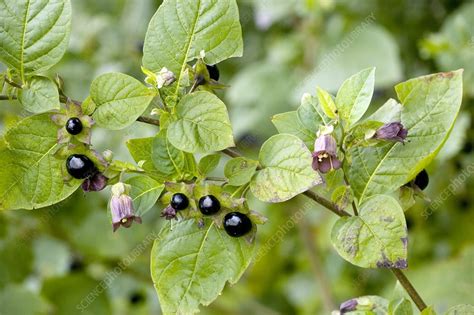 Deadly nightshade (Atropa belladonna) - Stock Image - B640/1753 - Science Photo Library