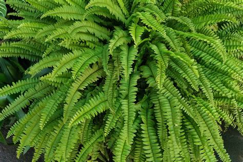 Learn how to Look after Boston Ferns in Winter - Batang Tabon