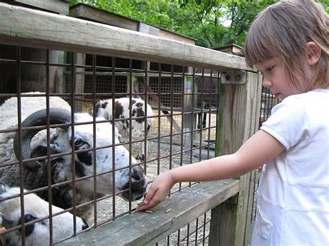 9 Best Petting Zoos in NYC for Kids