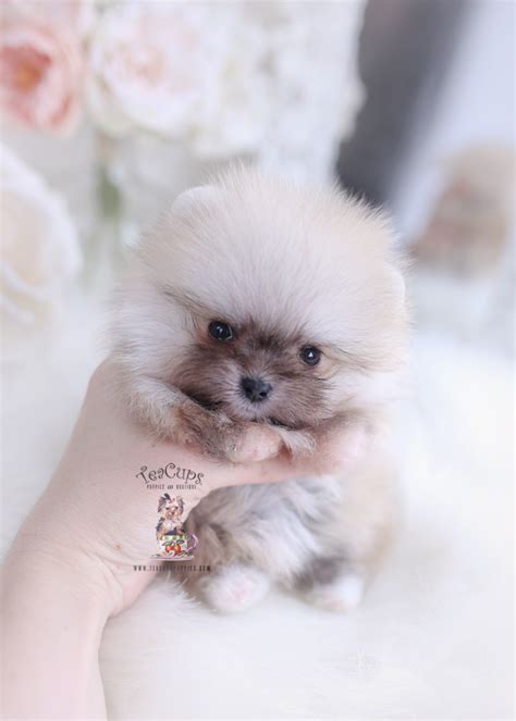 Teacup Pomeranians For Sale | Teacup Puppies & Boutique