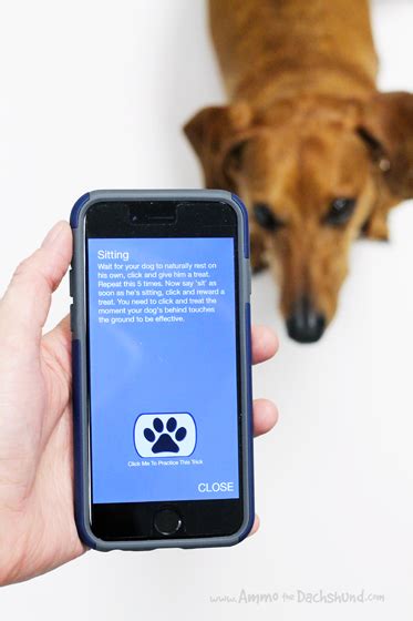 Dog Clicker App Review & Giveaway | Ammo the Dachshund