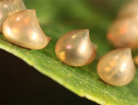 Butterfly egg | Insect eggs, Egg pictures, Butterfly life cycle