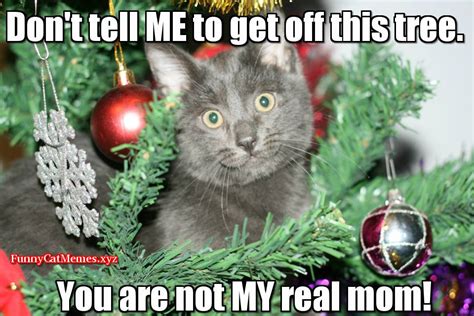 Funny Cat In Christmas Tree! - Funny Cat Christmas MEME