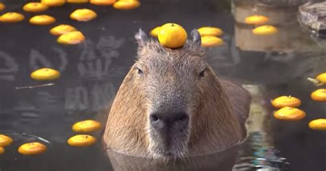 Capybara enjoys meditating in the bath | Boing Boing