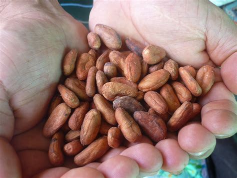Cocoa Beans Free Stock Photo - Public Domain Pictures