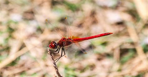 Red Dragonfly - Learn About Nature