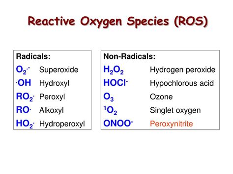 PPT - Reactive Oxygen and Nitrogen Species PowerPoint Presentation - ID ...